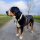 Y-Hundegeschirr WOOFLEX® 4fach-verstellbar mit Griff und Sicherheitsschnallen Desert Sand - wasserfest
