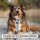 Y-Hundegeschirr WOOFLEX® 4fach-verstellbar mit Griff und Sicherheitsschnallen Desert Sand - wasserfest