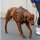 Y-Hundegeschirr WOOFLEX® 4fach-verstellbar mit Griff und Sicherheitsschnallen Phantom Black - wasserfest