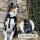 Y-Hundegeschirr WOOFLEX® 4fach-verstellbar mit Griff und Sicherheitsschnallen Phantom Black - wasserfest