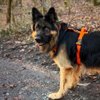 Y-Hundegeschirr WOOFLEX® 4fach-verstellbar mit Griff...