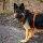 Y-Hundegeschirr WOOFLEX® 4fach-verstellbar mit Griff und Sicherheitsschnallen Sunset Orange - wasserfest