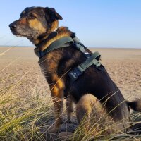 Y-Hundegeschirr WOOFLEX® 4fach-verstellbar mit Griff...