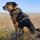 Y-Hundegeschirr WOOFLEX® 4fach-verstellbar mit Griff und Sicherheitsschnallen Hunting Green - wasserfest