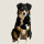 Hundespielzeug WOOFED. Logo Hund