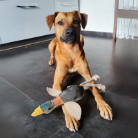 nachhaltiges Hundespielzeug Ente Ella