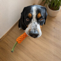 Hundespielzeug Karotte