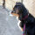 Halsband WOOFLEX® Tactical verstellbar ohne Griff Burgundy