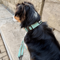 Halsband WOOFLEX® Tactical verstellbar ohne Griff Jade Green