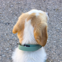 Halsband WOOFLEX® Tactical verstellbar mit Griff Jade Green