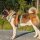 Y-Hundegeschirr WOOFLEX® 4fach-verstellbar mit Griff und Sicherheitsschnallen Jade Green - wasserfest
