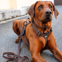 Y-Hundegeschirr WOOFLEX® 4fach-verstellbar mit Griff...
