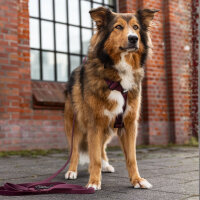Y-Hundegeschirr WOOFLEX® 4fach-verstellbar mit Griff...