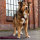 Y-Hundegeschirr WOOFLEX® 4fach-verstellbar mit Griff und Sicherheitsschnallen Burgundy - wasserfest