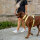 Y-Hundegeschirr WOOFLEX® 4fach-verstellbar mit Griff und Sicherheitsschnallen Lemon Grass - wasserfest